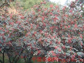 韩城花椒