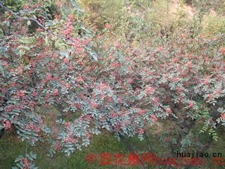 韩城鹏程花椒
