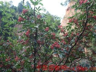 huajiao