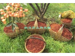供应花椒籽
