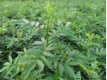 大红袍花椒苗育苗技术