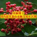 花椒行情交流