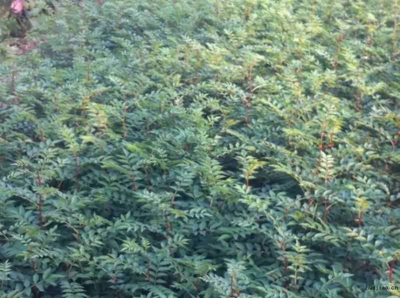 大红袍花椒苗