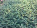 韩城大红袍花椒苗及狮子头花椒苗批发
