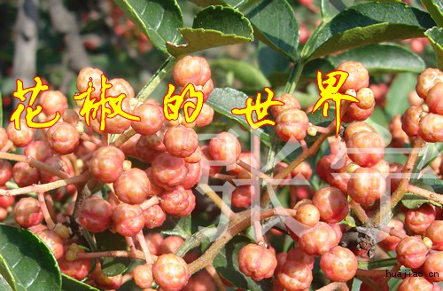 韩城花椒