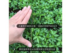 求购九叶青花椒苗 30公分左右
