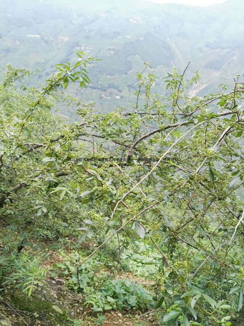 青花椒