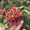 韩城狮子头花椒苗