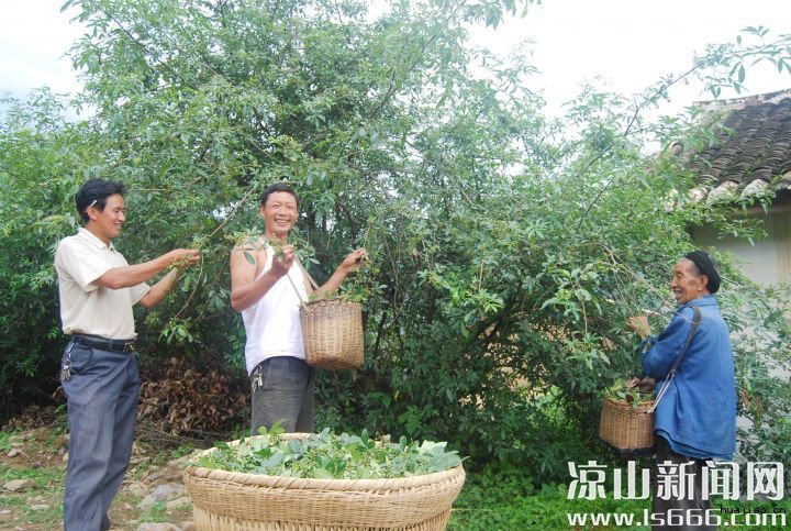 村民温馨地采摘青花椒