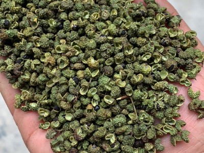 四川青花椒-鲜青花椒-鲜青椒产地直发图1