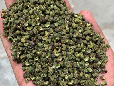 四川青花椒-鲜青花椒-鲜青椒